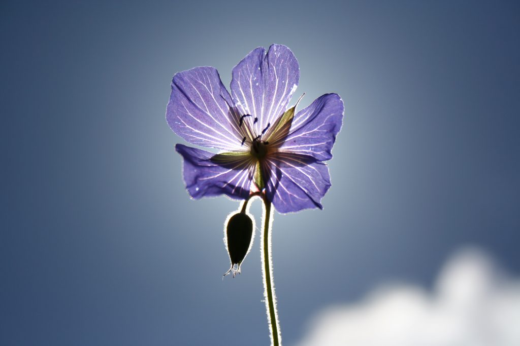 backlighting_purple_flower_photography