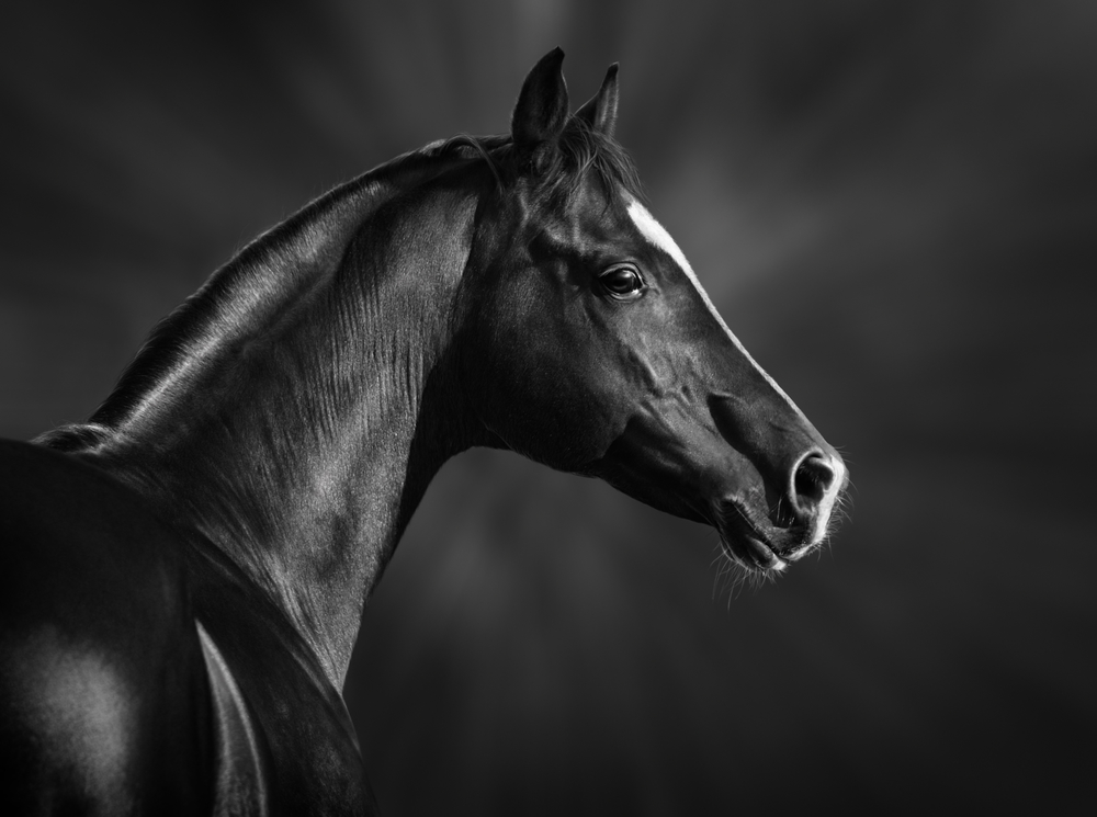 Portrait of black Arabian horse | Image via Deposit Photos