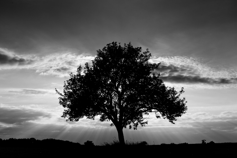 Tree Silhouette | Image via Deposit Photos