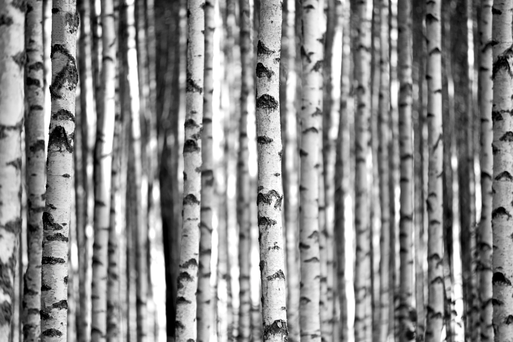 Birch Trees | Image via Deposit Photos