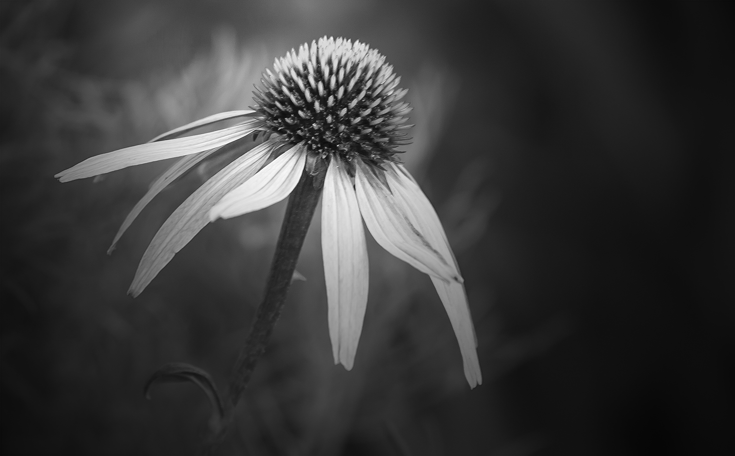 Echinacea_2_by_Annette_Schreiber