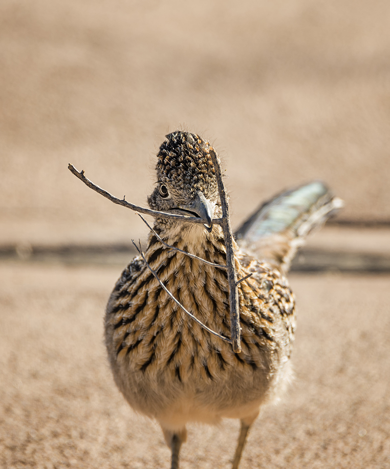 Excuse Me, I Have a Nest to Build | While walking around the Oasis of Mara at Joshua Tree National Park, this greater roadrunner walked right up to me and stopped as if waiting for me to get out of its way. It was a completely unexpected moment and I had to move quickly in order to get the shot. Nikon D800E with Tamron 150-600mm lens, 550mm, f8, 1/800, ISO 400.