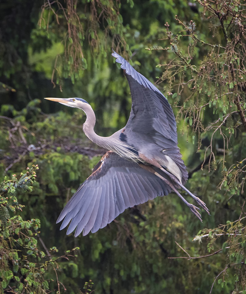 Gliding | After watching the heron rookery for a while, I noticed this particular bird kept flying from the nest to a specific spot in the trees and returning with sticks for its mate in the nest. Watching the behavior allowed me to anticipate when and where the bird would likely fly. Nikon D7100 with Tamron 150-600mm lens, 500mm, f7.1, 1/1250, ISO 3200.