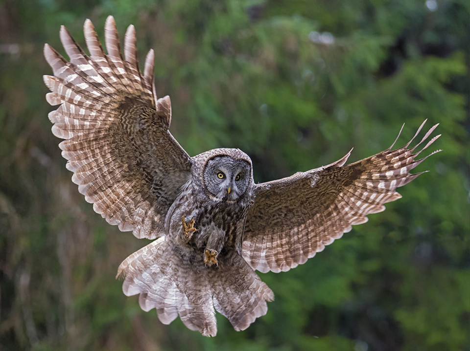 Great Gray Owl Swoop | On an overcast day in winter in the redwood forest, there is not much light. I had to push the ISO higher than normal to capture flight under these conditions. Nikon D800E with Tamron 150-600mm lens, 250mm, f6.3, 1/800, ISO 6400.