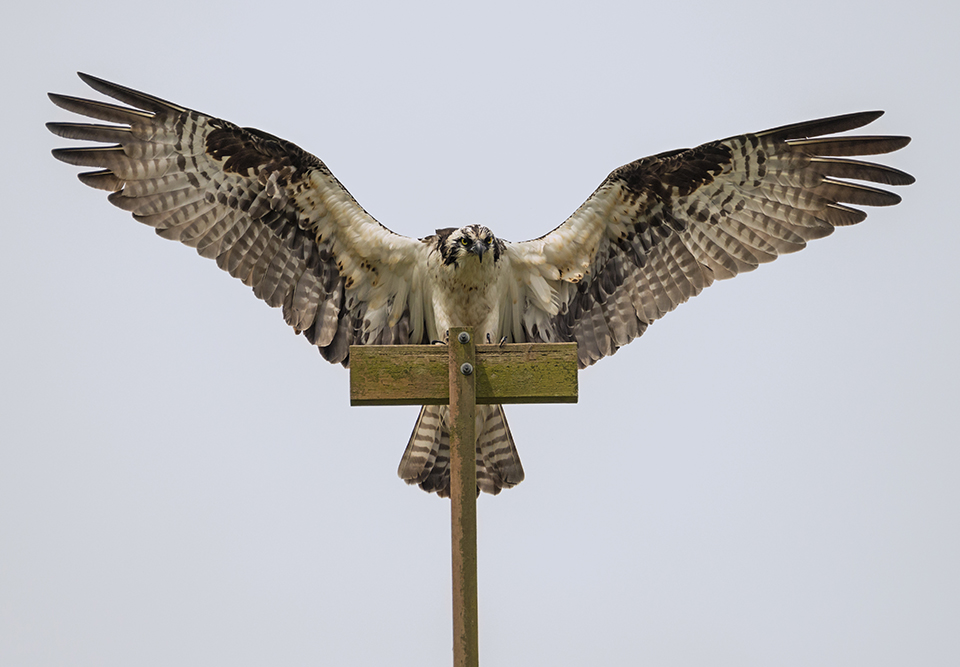 Nailed the Landing  | There are ways to get close to wildlife without disturbing or harming the animals. This shot was taken in a city park where the city had constructed a nesting platform, complete with perches, for the osprey. These birds were very accustomed to having human visitors below their nest. Nikon D800E with Tamron 150-600mm lens, 550mm, f8, 1/3200, ISO 800.