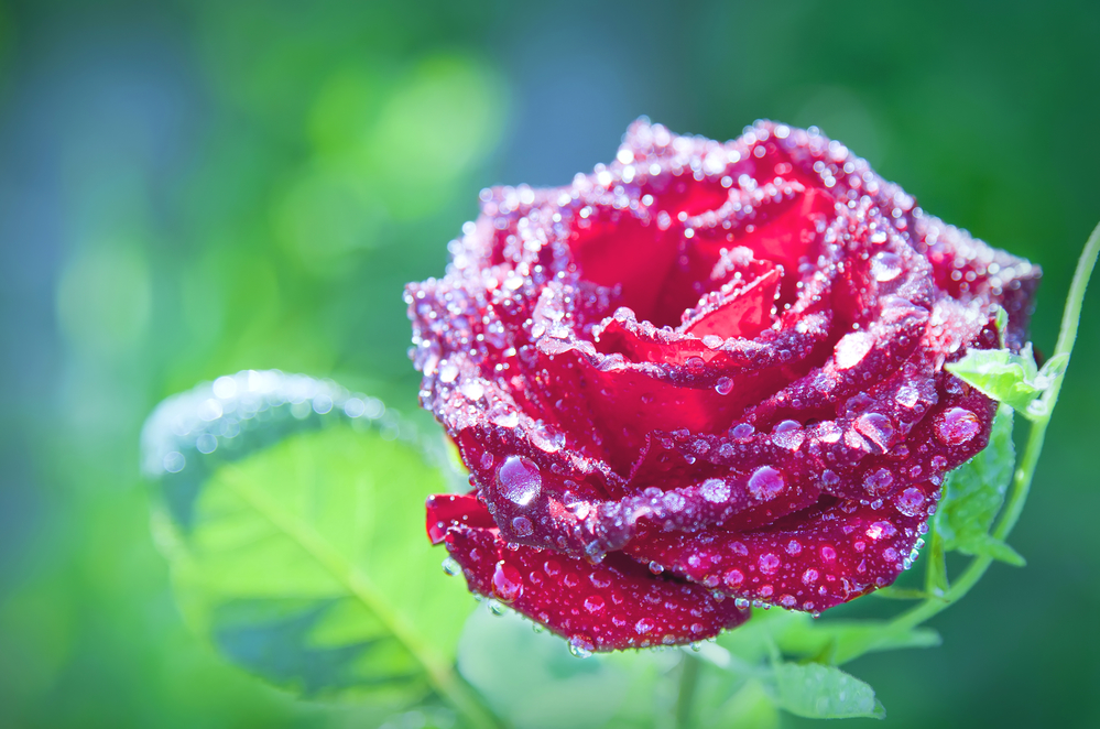 flower red rose with dew drops on a green background, close-up
