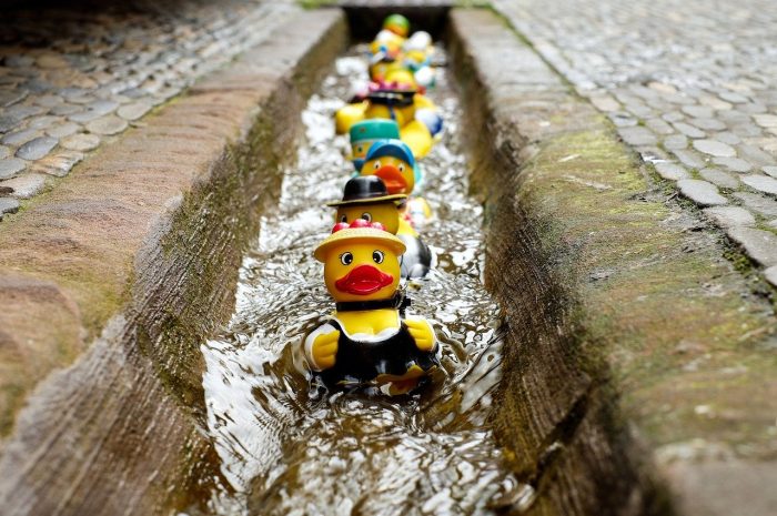 rubber duckies in a stream