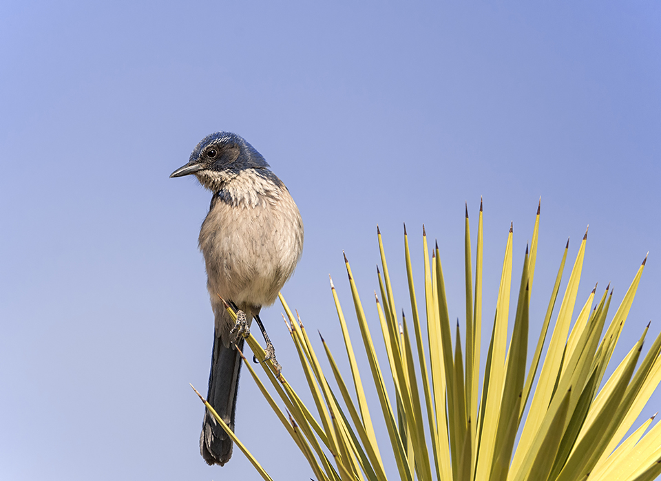 Scrub Jay on a Joshua Tree | On this day, I was hoping to see desert bighorn sheep. I struck out on that account, but the composition of this bird on the spikes of a Joshua tree happens to be one of my favorite photos. D800E with Tamron 150-600mm lens, 550mm, f7.1, 1/3200, ISO 800.