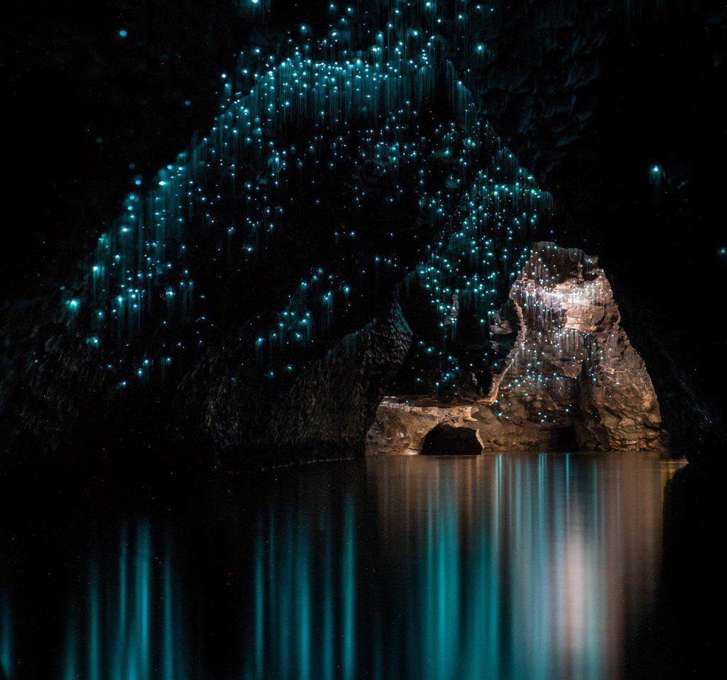 Waitomo Glow Worm Caves | Image by Shaun Jeffers